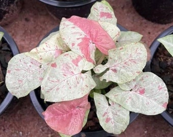 SPRING SALE - RARE Milk Confetti Variegated Houseplants Syngonium podophyllum Live Plant in Pot indoor 2.5" Pot Fast Growing Plants