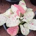 see more listings in the House Plant section