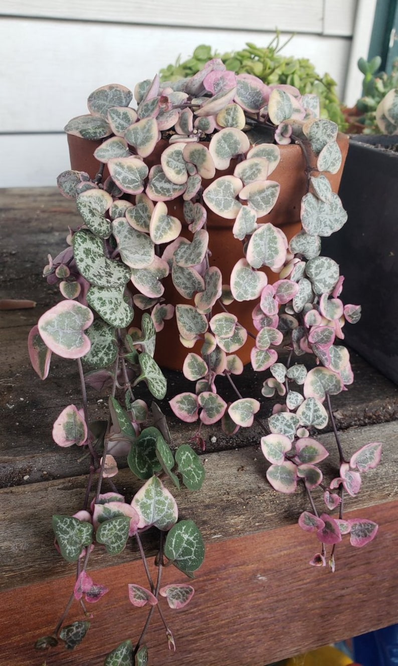 May include: A trailing plant with heart-shaped leaves in a terracotta pot. The leaves are green with white speckles and have a pink hue around the edges.