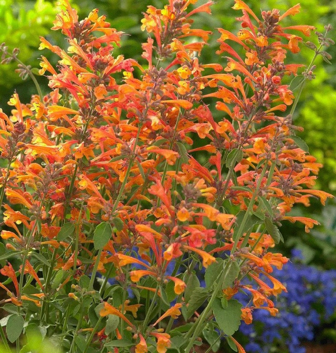 Mango Tango Butterfly Bush Lilac Shrub Live Plant Etsy