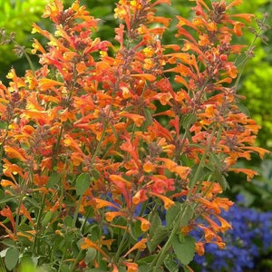 May include: A close-up of a cluster of orange and red flowers with green leaves. The flowers are in bloom and have a delicate, bell-shaped appearance.