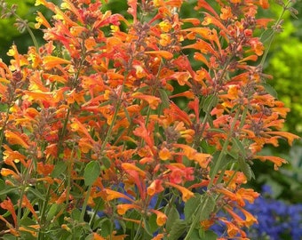 Mango Tango Butterfly Bush Lilac Shrub Live Plant