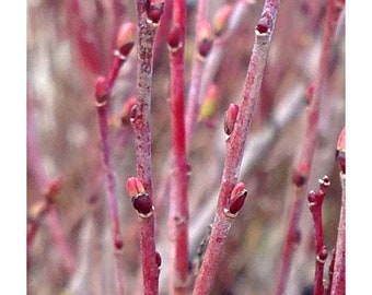 Purple Pussy Willow Cuttings plants Purpurea nana Osier Blue Arctic Plant LIVE Bush Tree Small Starter Fast Growing Tree Spring Flowers RARE