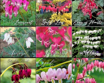 9 Bleeding Hearts Collection Dicentra | Cupid | Gold Leaf | Alba | Aurora | Formosa | King of Hearts | Spectabilis | Bacchanal | Luxuriant