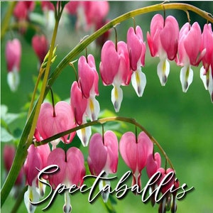 May include: Pink bleeding heart flowers with the word "Spectabilis" written in cursive below them.