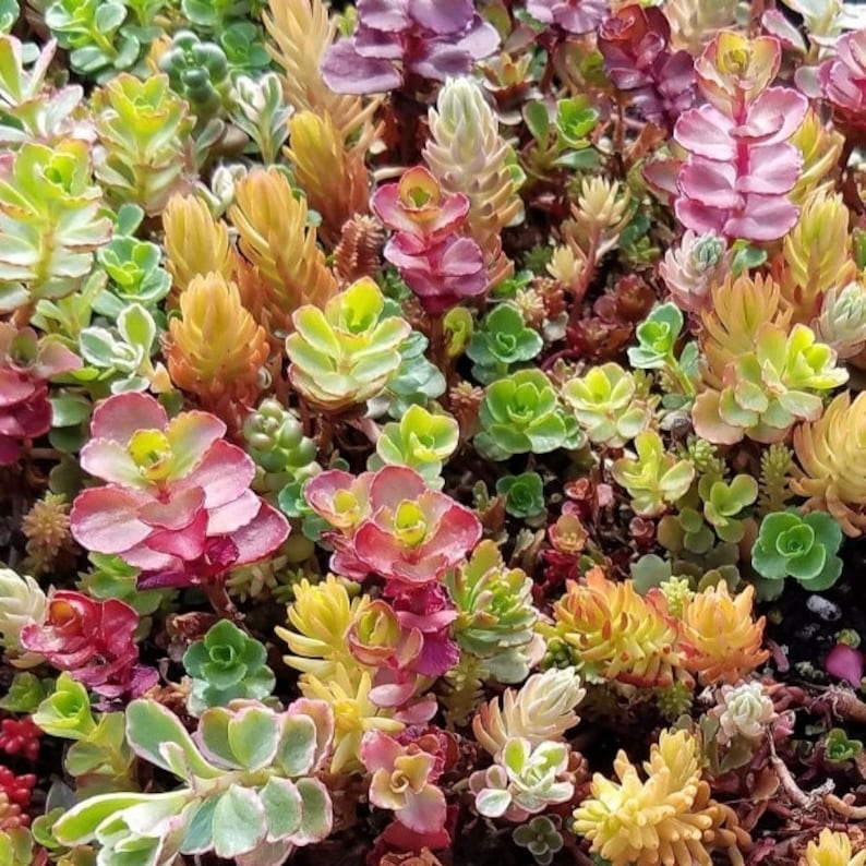 Paquet ultime de boutures d'orpin couvre-sol arc-en-ciel, mélange de plantes vivantes, lot de boutures de plantes paysagères faciles à enraciner dans l'eau image 7