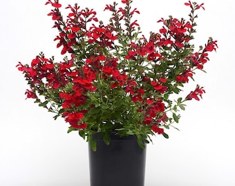 SPRING SALE - RED Greggii Salvia Flowers Shrub Live Plant