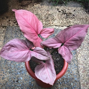 HOUSEPLANT SALE - Syngonium Pink Perfection Houseplants ppp Live Plant in Pot indoor Rare Fast Growing Plants Home Decor Gift