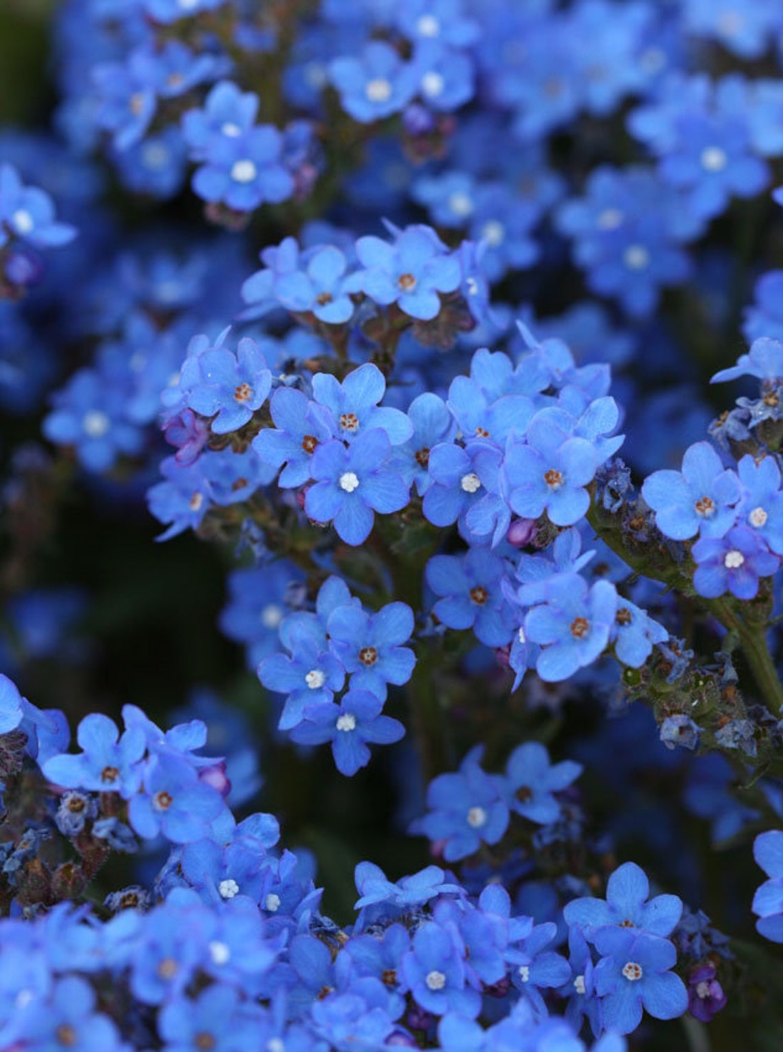 Me NOT Flowers Live Plant Blue Color Flowers Guaranteed Etsy