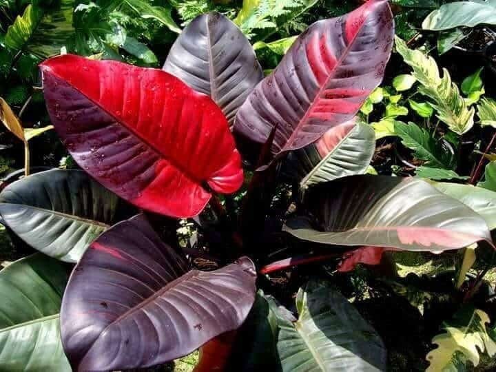 Philodendron Black Cardinal - Etsy