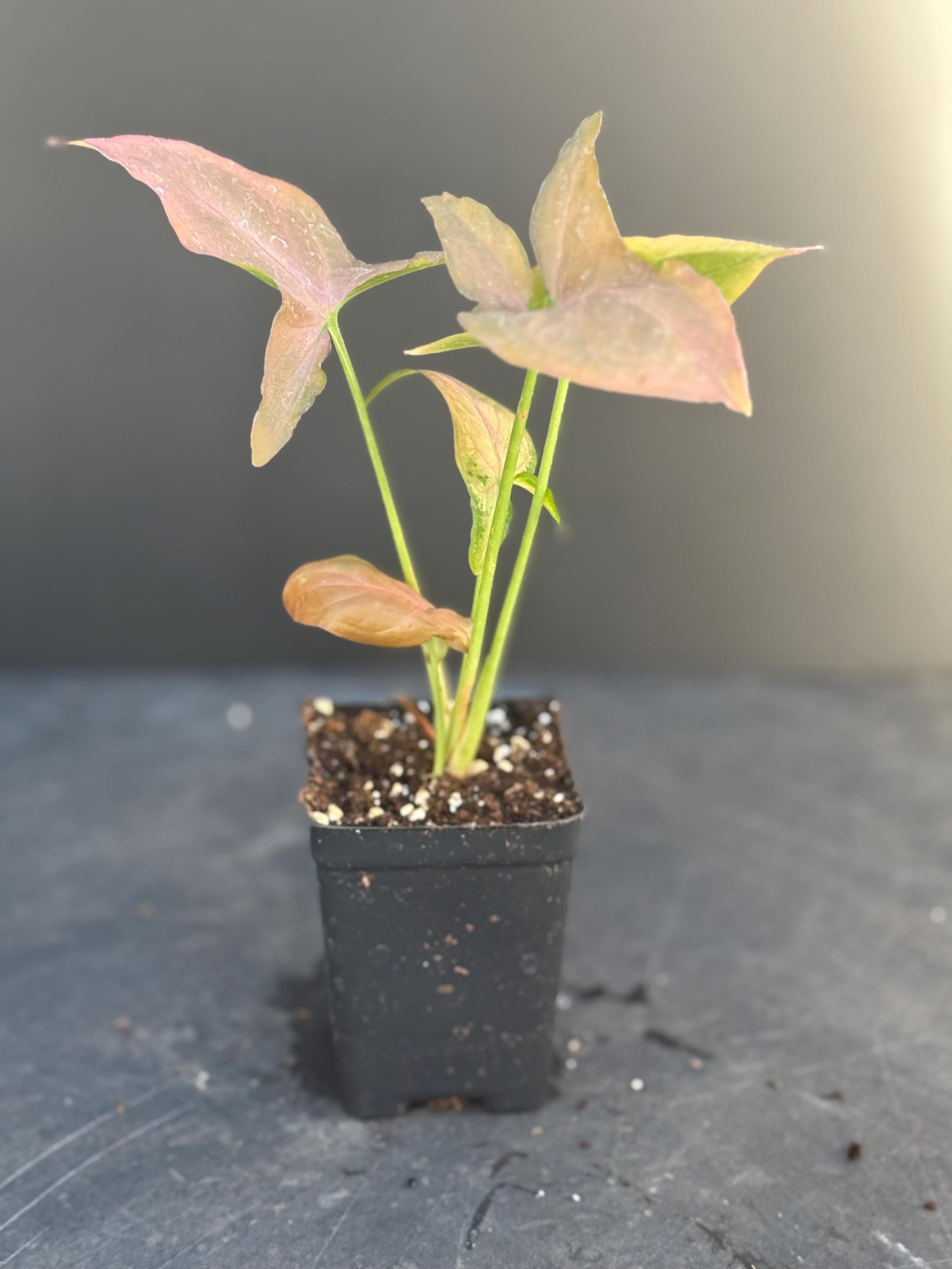 SPRING SALE - Syngonium Pink Perfection Houseplants Ppp Live Plant in ...
