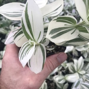 Cuttings White Pistachio Tradescantia Houseplants Live Plant Rare Fast Growing Plants Home Decor No Roots (Best White Color) Look at dates