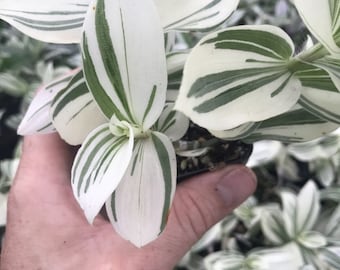 Cuttings White Pistachio Tradescantia Houseplants Live Plant Rare Fast Growing Plants Home Decor No Roots (Best White Color) Look at dates