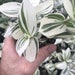 see more listings in the House Plant section