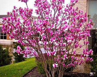 Pink Magnolia Ann Flowering Tree Fast Growing Trees