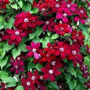 SUPER SALE Ruby Red Westerplatte Clematis Bloom Vine Live Plants Flowers House Plant Perennial