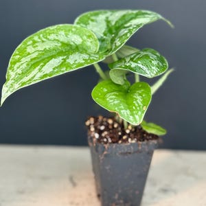 Pu&ograve; includere: Una piccola pianta in vaso con foglie verde argento. La pianta &egrave; in un vaso di plastica nero.