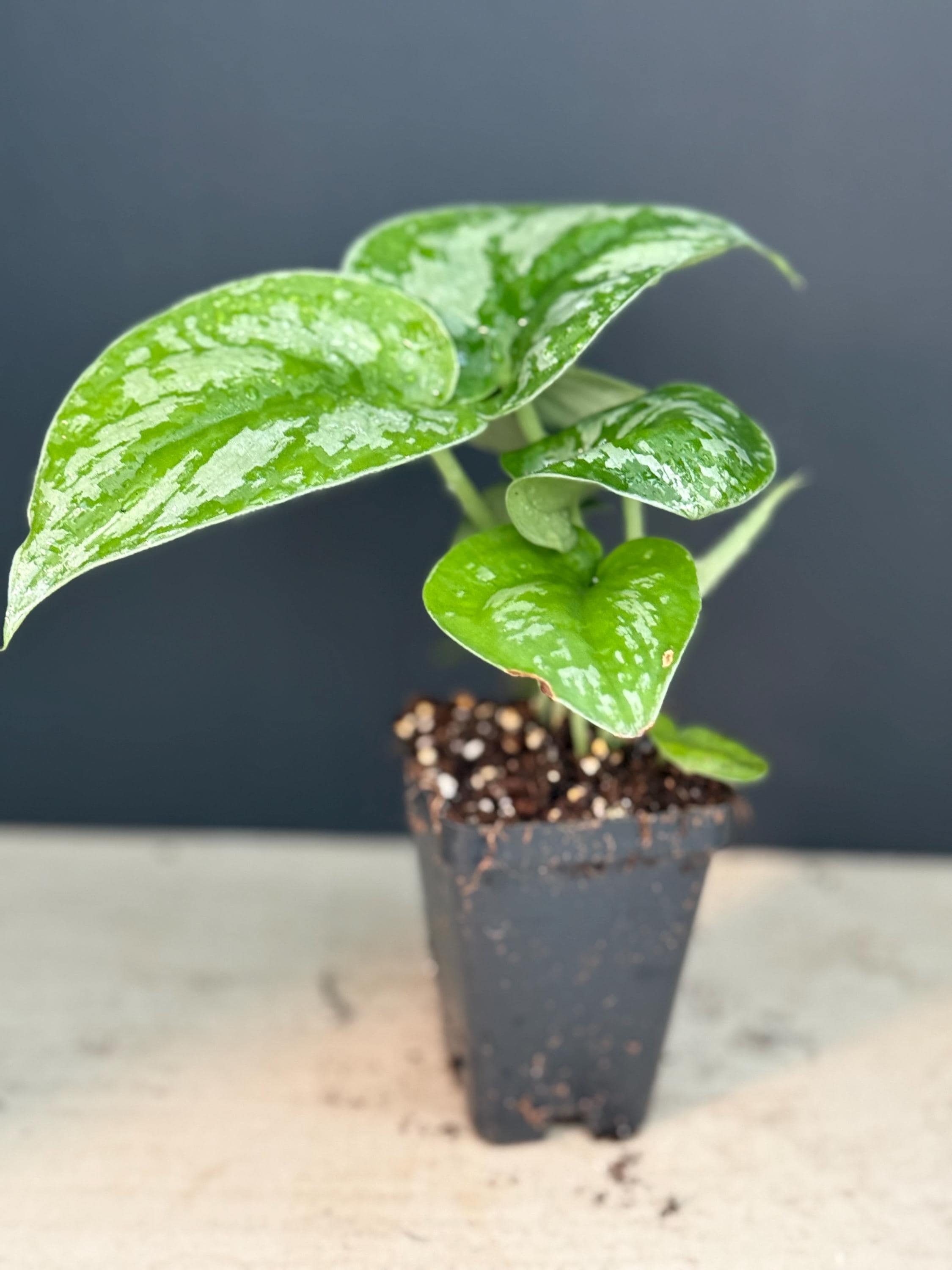 SPRING SALE Silver Satin Exotica Pothos Houseplants Live Plant Pot