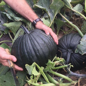 Dark Knight Pumpkin Seeds Gourd Non GMO Heirloom Vegetable for planting Fancy Decor (RARE) New Black