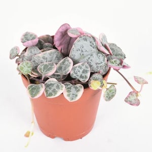 May include: A small potted plant with heart-shaped leaves. The leaves are a light green with silver speckles and have a pink edge. The plant is in a terracotta pot.