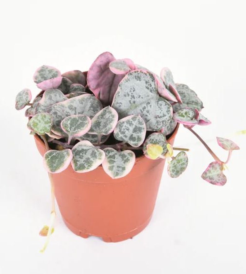 May include: A small potted plant with heart-shaped leaves. The leaves are a light green with silver speckles and have a pink edge. The plant is in a terracotta pot.