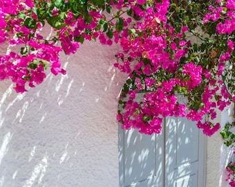 Pink Bougainvillea Trumpet Vine Flower Live Plant STARTER PLANTS in small pot 2.5" x 4" inch plants in pots Hummingbird Flowers