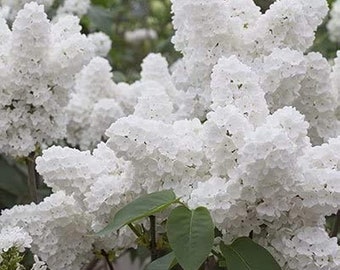 Boutures de lilas blanc Plantes vivantes sans racines Plantes à croissance rapide