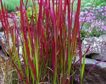 Red Baron Grass Bold Japanese Blood Grass Perennial Ornamental 1 Live Plant