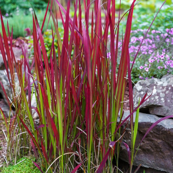 Red Baron Grass Bold Japanese Blood Grass Perennial Ornamental 1 Live Plant