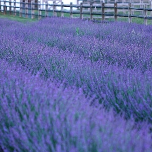 May include: A field of purple lavender flowers in full bloom. The flowers are growing in rows and are in focus, while the background is blurred.