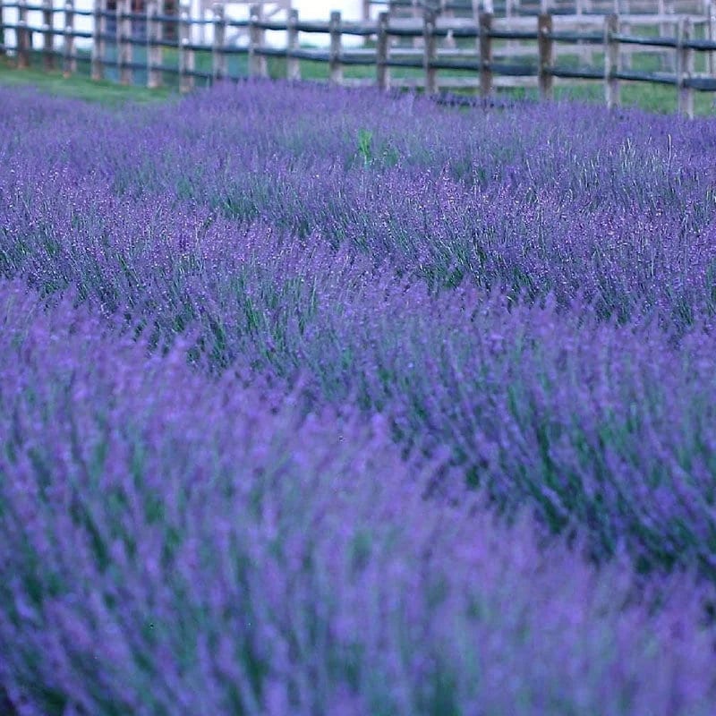 Lavender Phenomenal Shrub Live Plant - Perennial - Brilliant Purple Long-lasting Flowers