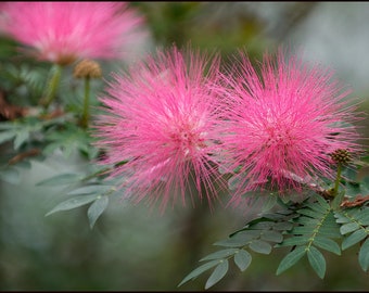 Pink Mimosa Tree Flowering Fast Growing Trees
