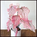 SPECIAL SALE - Pink Princess Symphony Caladium Bulbs PPP - Live Plant | Houseplants