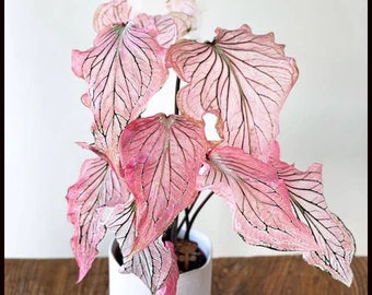 Pink Princess Symphony Caladium PPP Plantas de interior Plantas vivas Bombillas o maceta de 2,5" x 4" pulgadas Rosa pequeña para principiantes Reserva de marzo