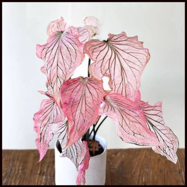 Pink Etsy Pink Etsy