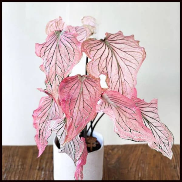 Pink Princess Symphony Caladium PPP Plant Houseplants Live Plants Bulbs or 2.5" x 4" Inch Pot Pink Small Starter Pre-Order March