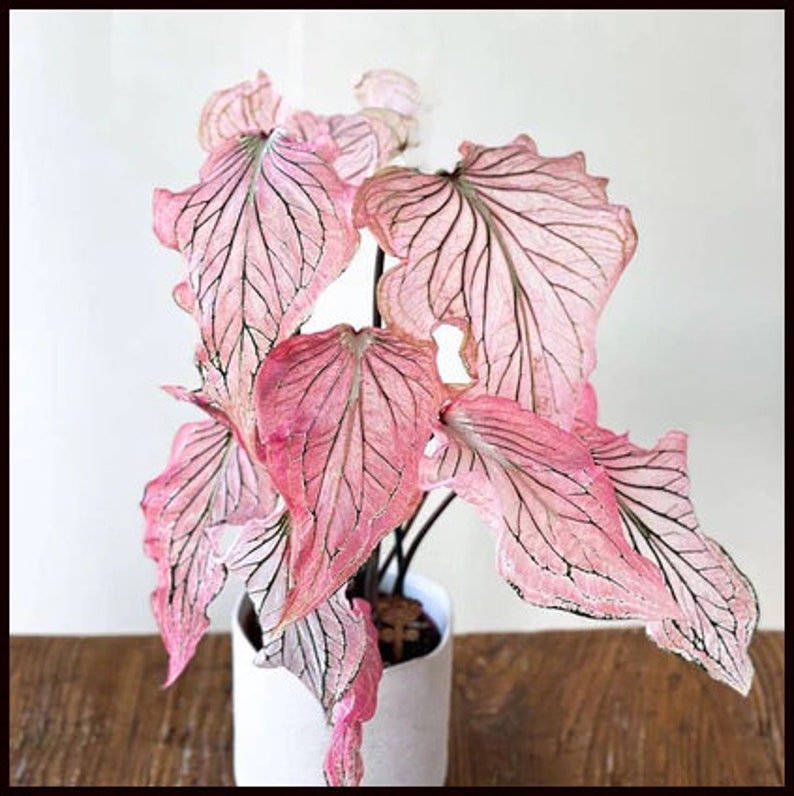 Pink Princess Symphony Caladium PPP Plant Houseplants Live Plants Bulbs or 2.5 x 4 Inch Pot Pink Small Starter Pre-Order March image 1
