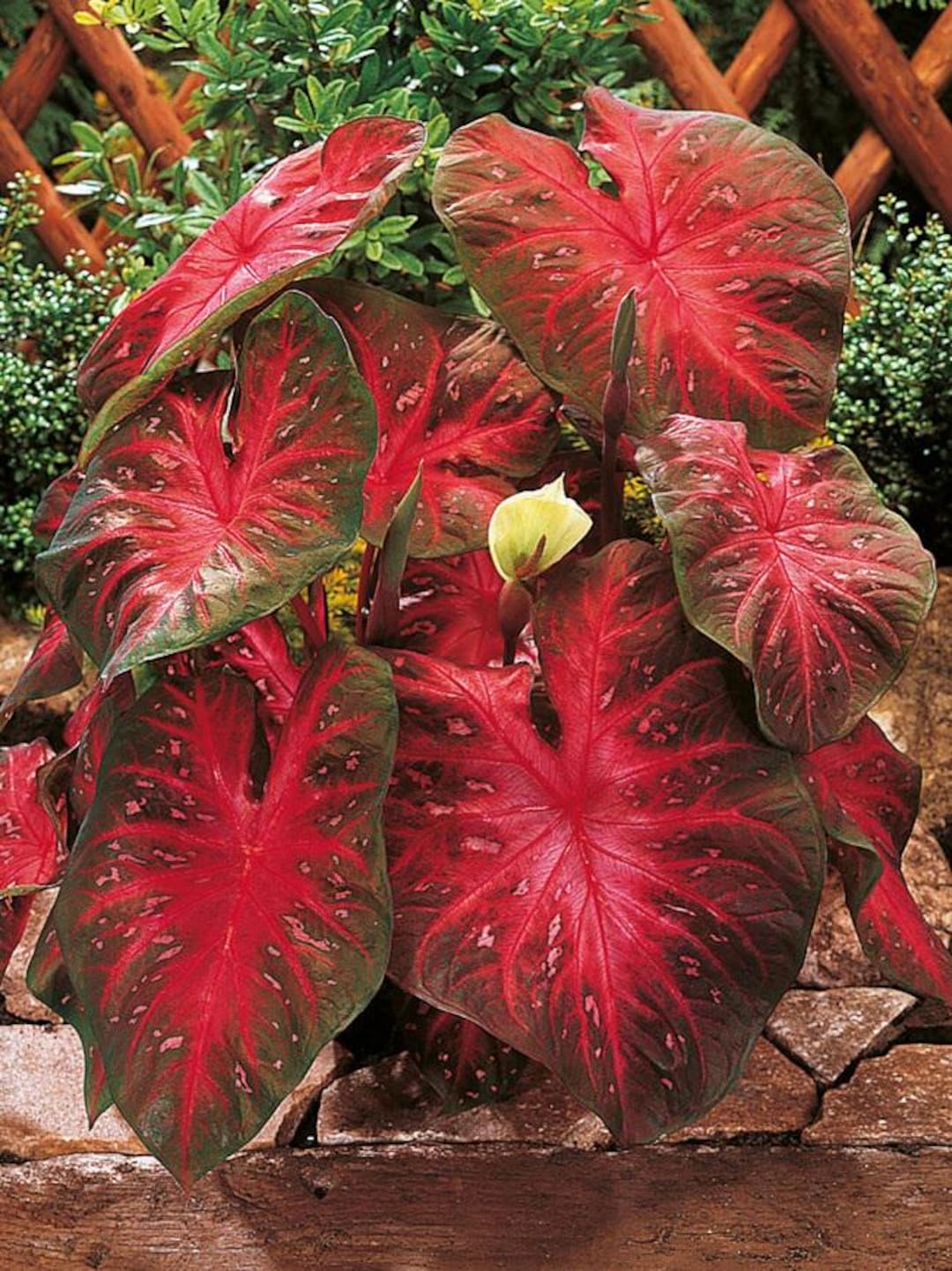 Red Flash Caladium Bulbs PPP - Live Plant | Houseplants - Etsy