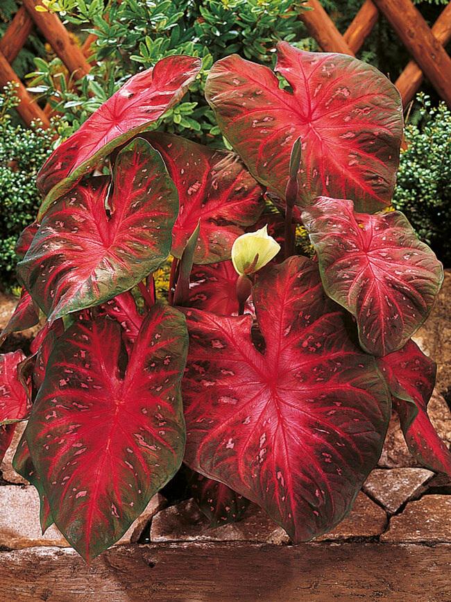 SPRING SALE - Red Flash Caladium Bulbs PPP - Live Plant | Houseplants ...