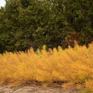 Butterscotch Threadleaf Amsonia hubrichtii BlueStar Blue Flowers Live Plant Shrubs Bush Yellow FALL Color Perennial Landscaping Plants image 4