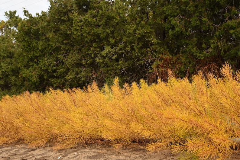 Butterscotch Threadleaf Amsonia hubrichtii BlueStar Blue Flowers Live Plant Shrubs Bush Yellow FALL Color Perennial Landscaping Plants image 4