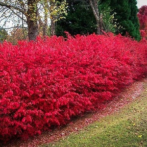 TWENTY (20) PACK Burning Bush Seedlings Euonymus alatus Shrubs Blazing Red Color Year Round Beauty (will ship dormant)