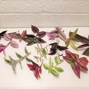 Tradescantia Plant Cuttings Houseplants Box Live Indoor House Plants