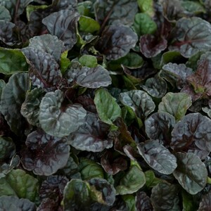 Black Scallops Ajuga Live Plant Dark Color Blue Flowers Ground Cover Perennial zone 3-9 USA Seller image 2