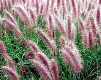 Burgundy Bunny Fountain Grass