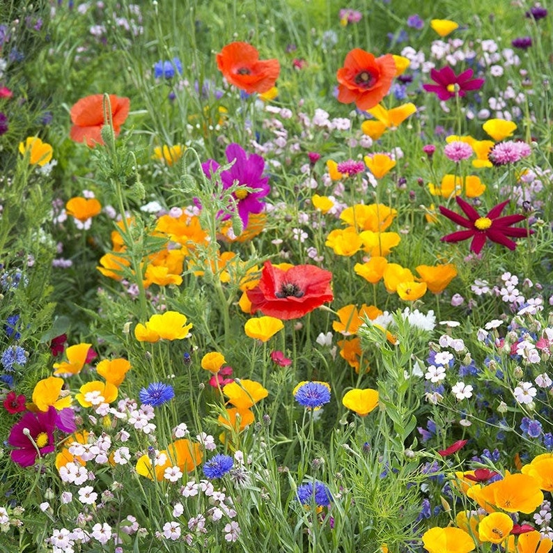 100 Wildflower Seed Mix Over 50 Varieties of Perennial and Etsy