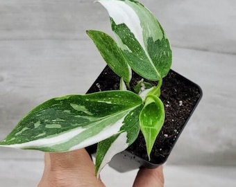 May include: A small potted plant with white and green variegated leaves. The plant is in a black plastic pot.