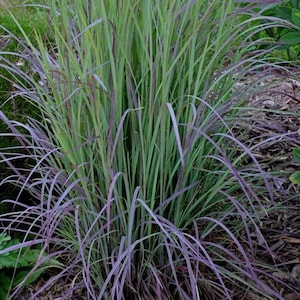 May include: A clump of ornamental grass with green blades and purple stems. The grass is growing in a garden bed with brown mulch.