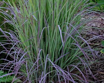 Twilight Zone Grass Blue Purple Perennial Ornamental 1 Live Plant