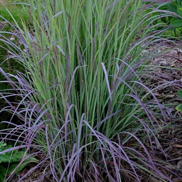 Twilight Zone Grass Blue Purple Perennial Ornamental 1 Live Plant